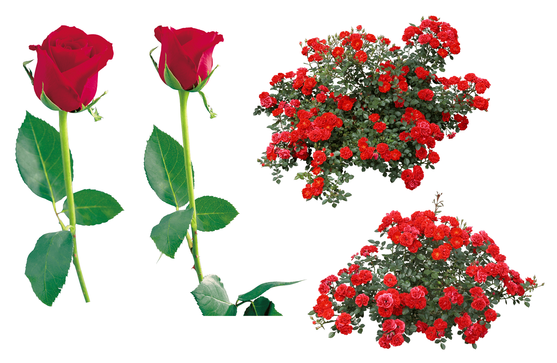 Rose Transparent PNG Image