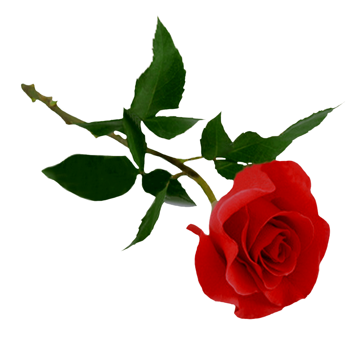 Rose Transparent PNG Image