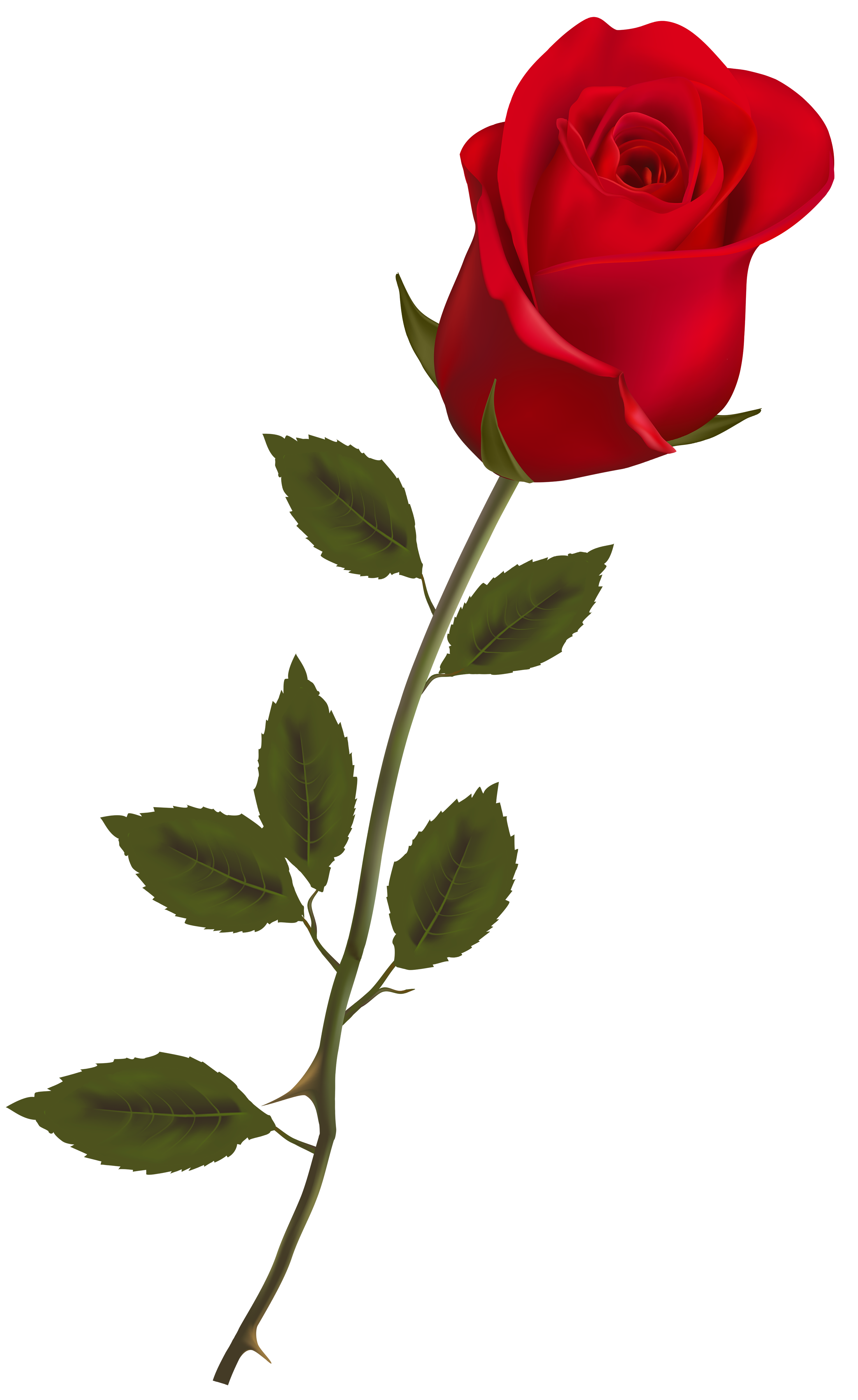 Rose Transparent PNG Image