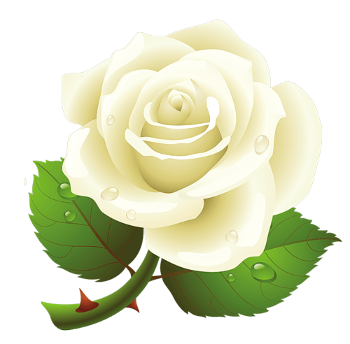 White Rose Transparent PNG Image