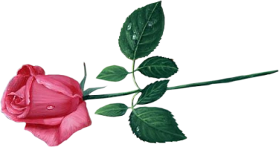 Pink Rose Transparent PNG Image