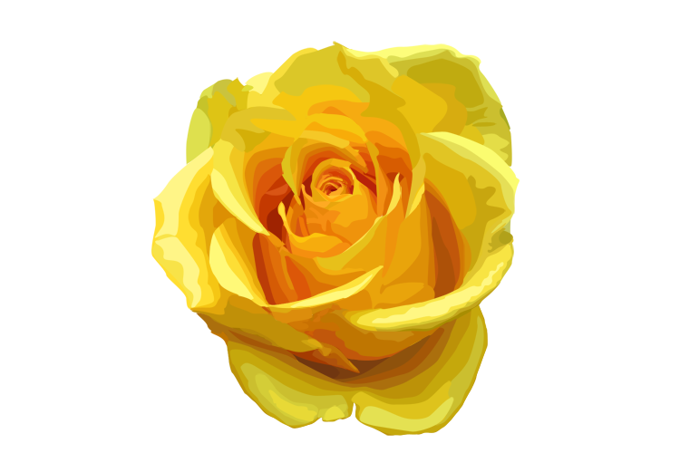 Yellow Rose Transparent PNG Image