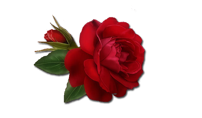 Single Red Rose Transparent PNG Image