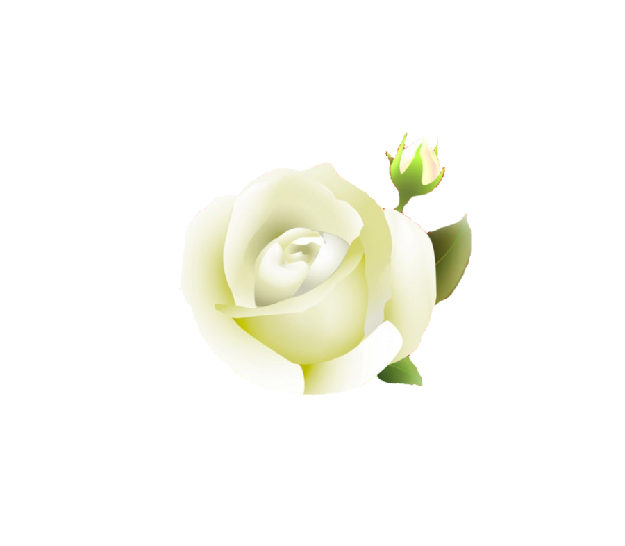 White Rose Transparent PNG Image