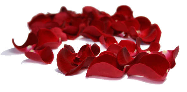 Rose Petals Transparent PNG Image