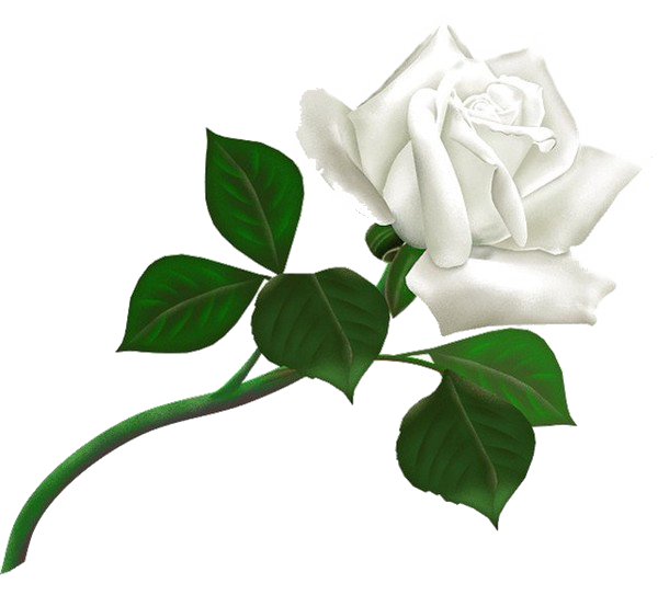 White Rose Background Transparent PNG Image