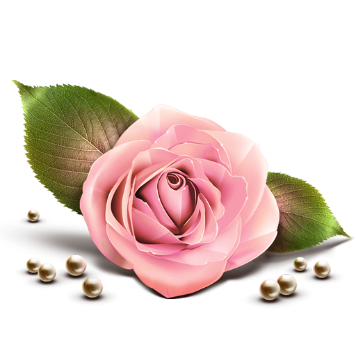 Pink Rose Transparent PNG Image