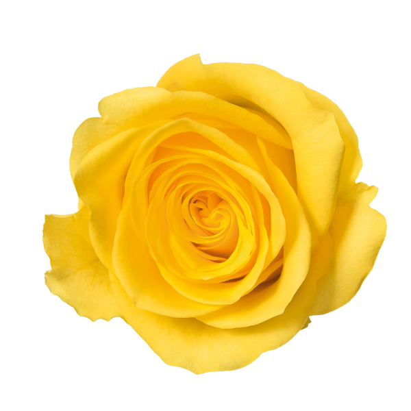 Yellow Rose Transparent PNG Image