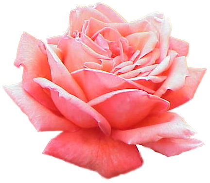 Pink Rose Transparent PNG Image