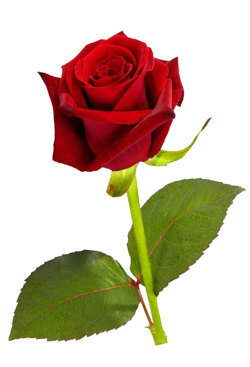 Single Red Rose Transparent PNG Image