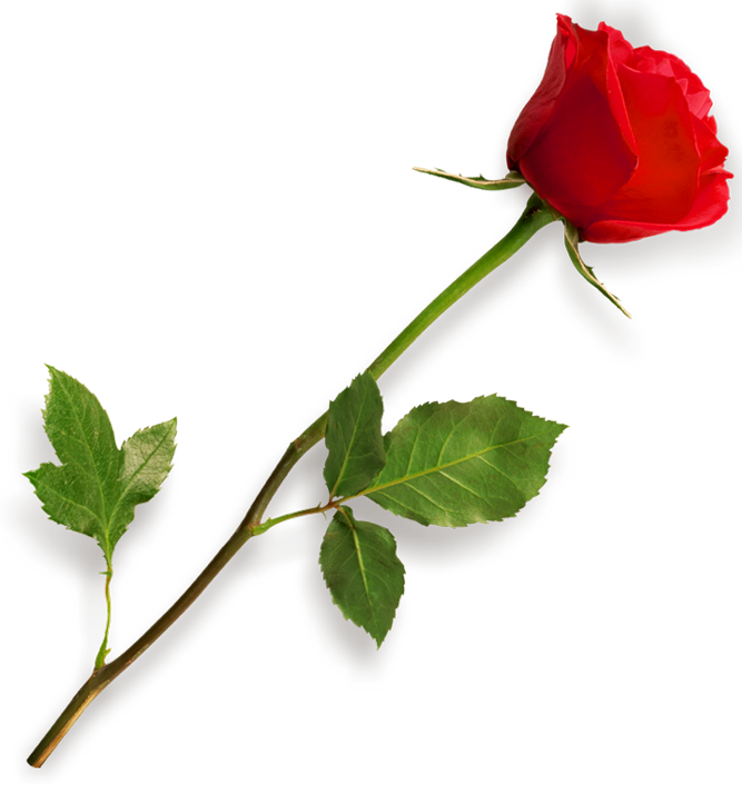 Single Red Rose Transparent PNG Image