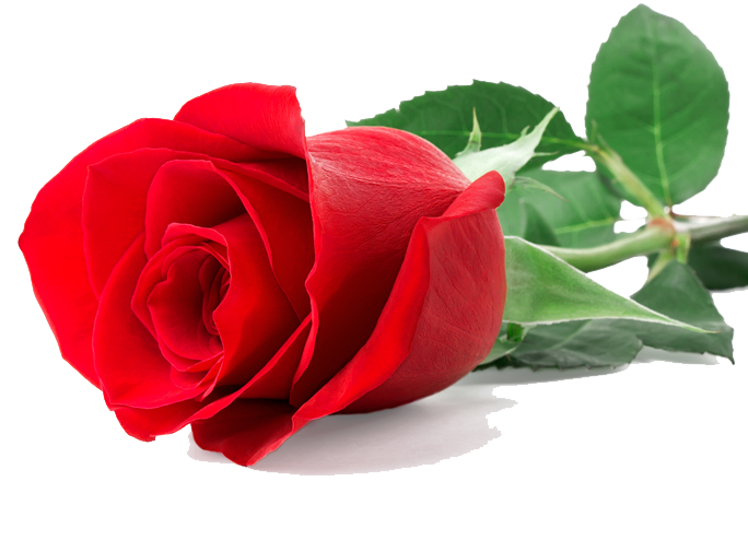 Single Red Rose Transparent PNG Image