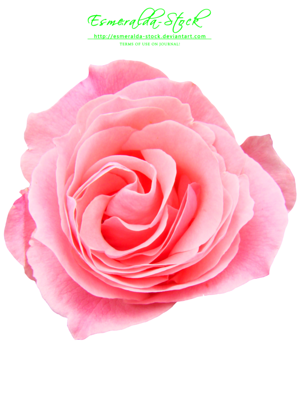 Pink Rose Transparent PNG Image