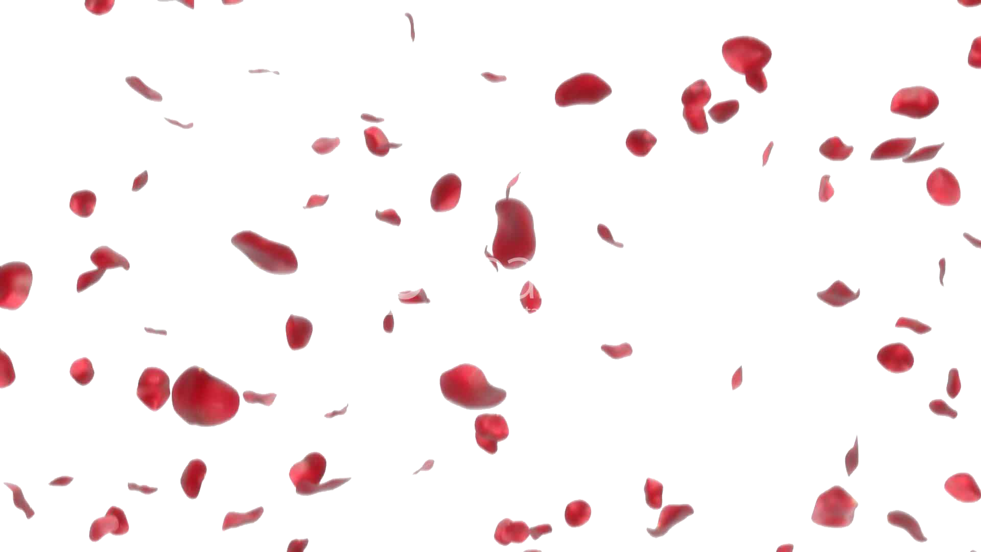 Rose Petals Transparent PNG Image