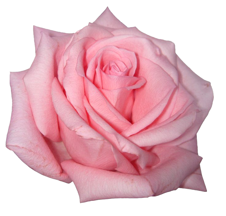 Pink Rose Transparent PNG Image
