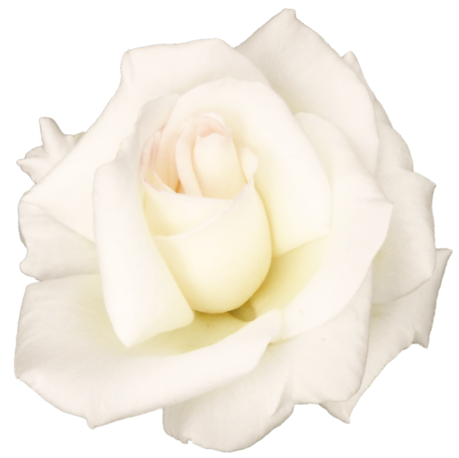 White Rose Transparent PNG Image