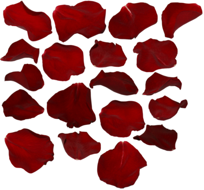 Rose Petals Transparent PNG Image