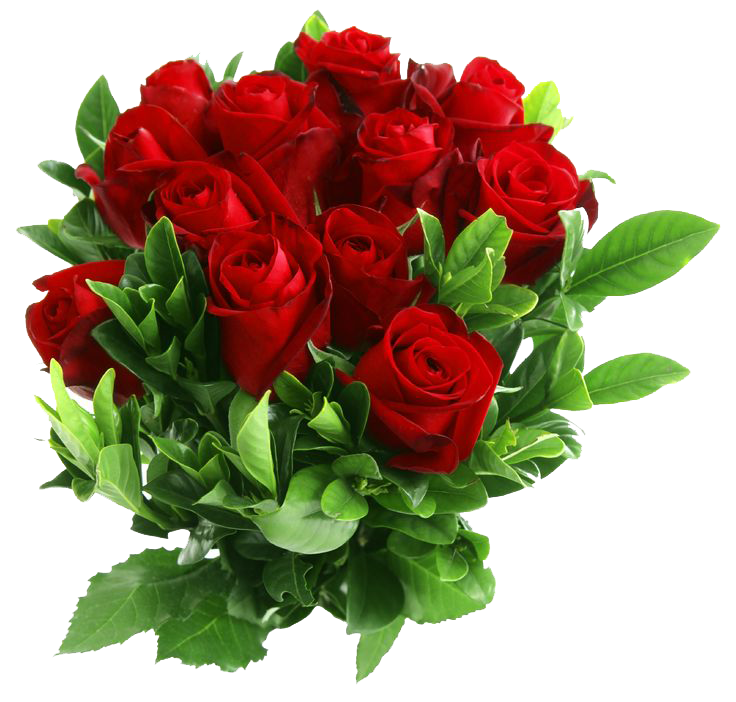 Red Rose Transparent PNG Image