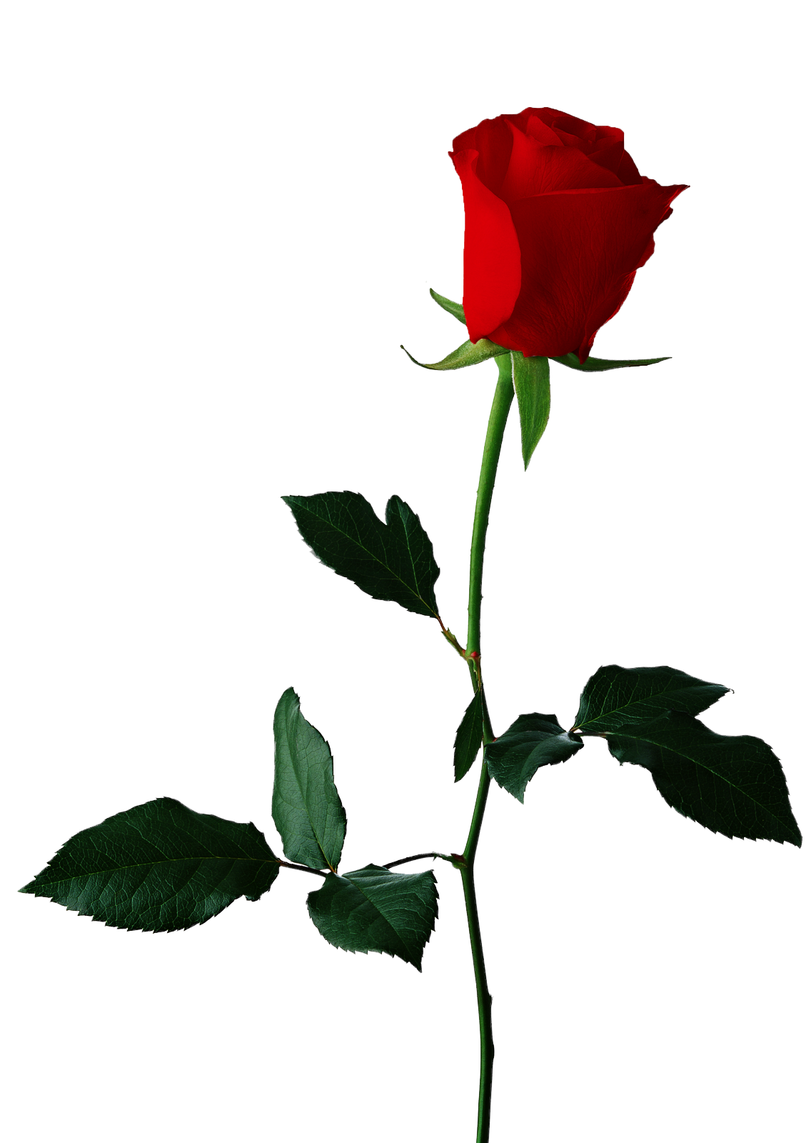 Single Red Rose Background Transparent PNG Image