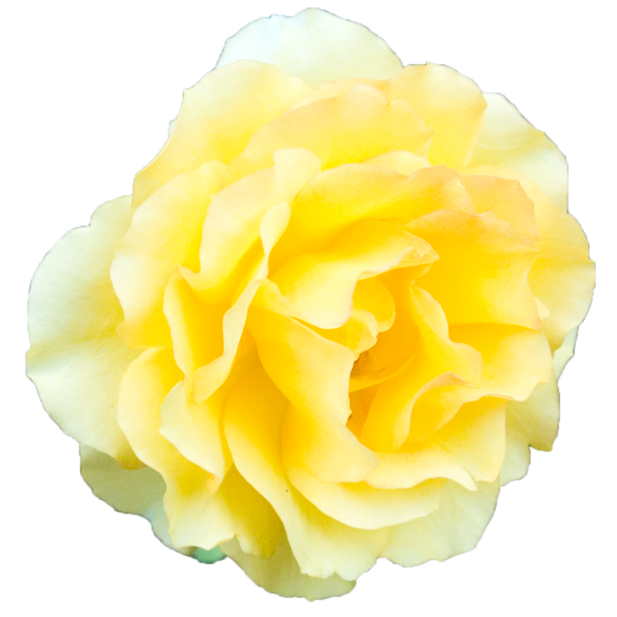 Yellow Rose Background Transparent PNG Image