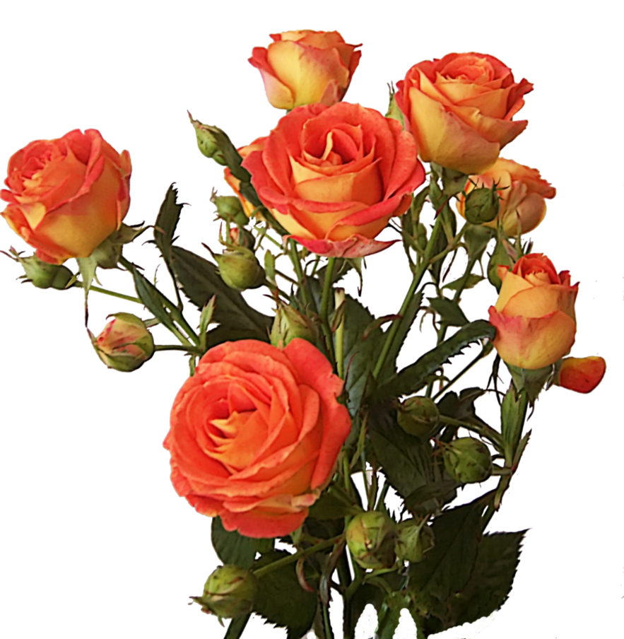 Rose Bunch Transparent PNG Image