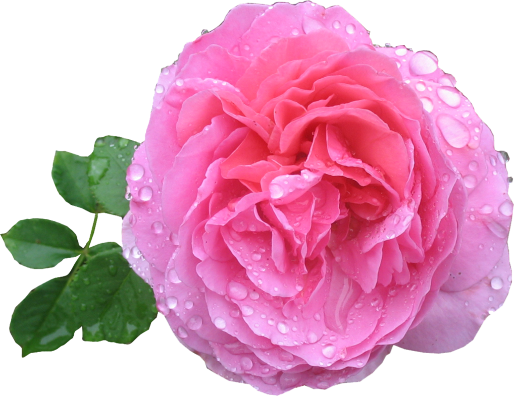 Pink Rose Transparent PNG Image