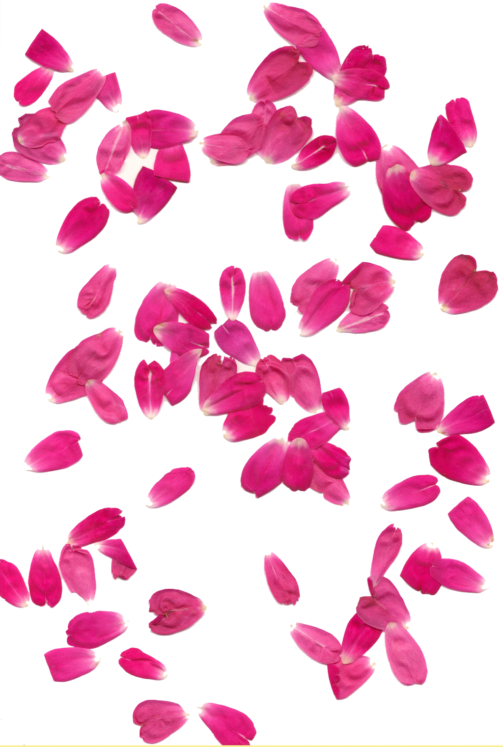 Rose Petals Background Transparent PNG Image