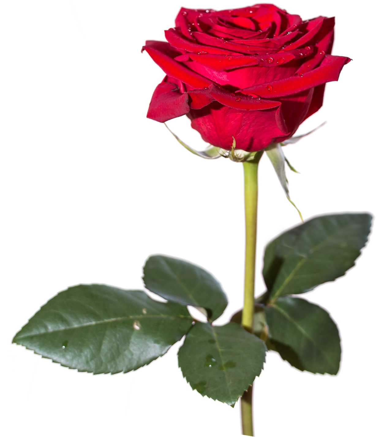 Red Rose Transparent PNG Image