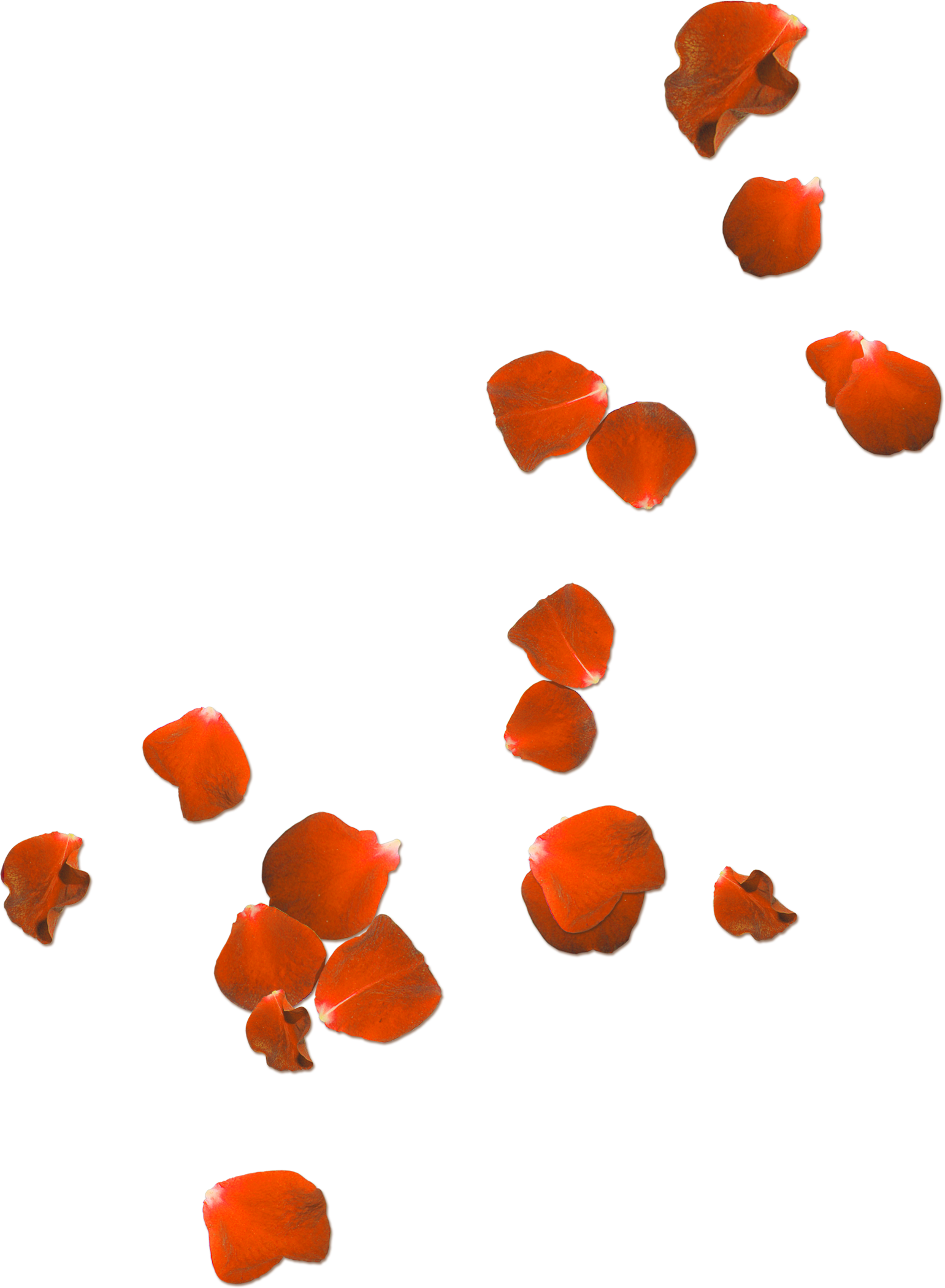 Rose Petals Transparent PNG Image