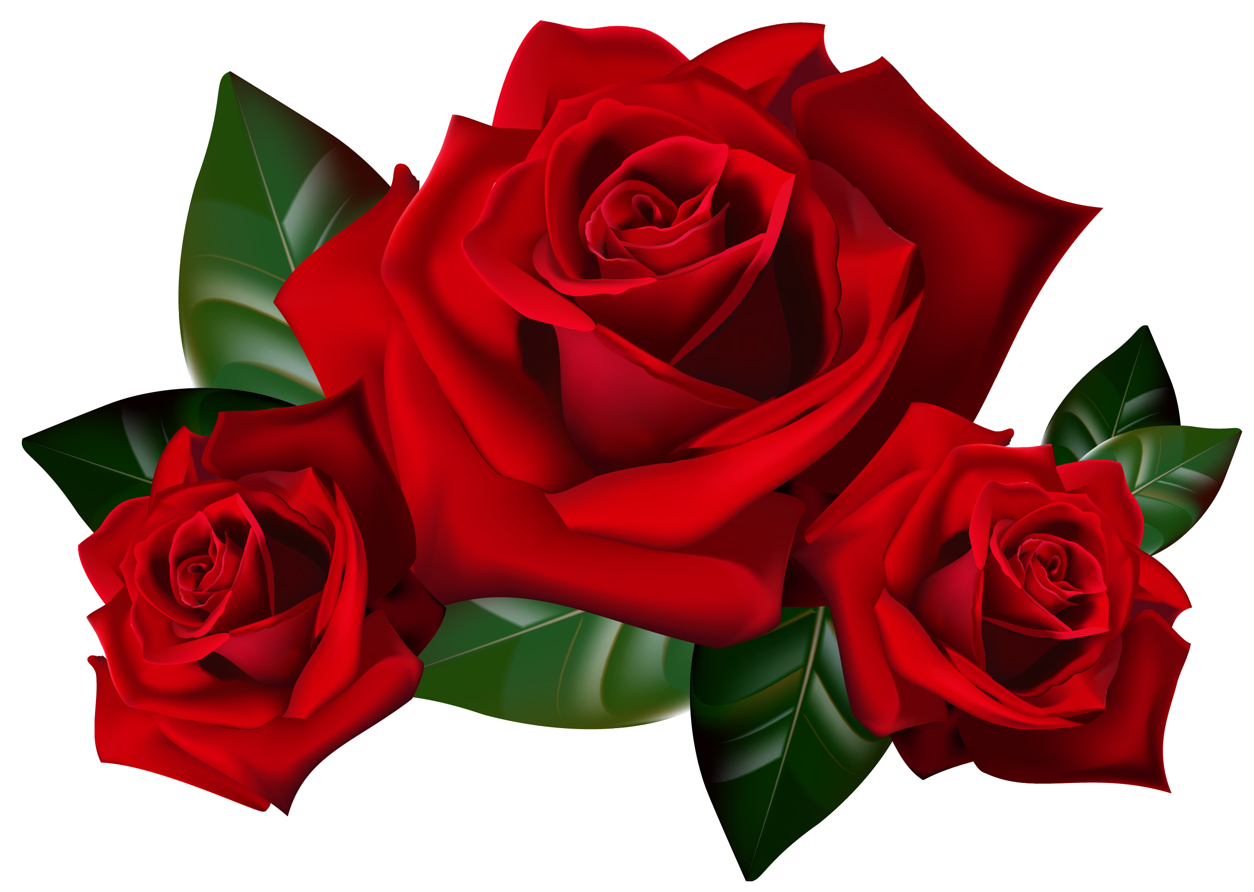 Red Rose Transparent PNG Image