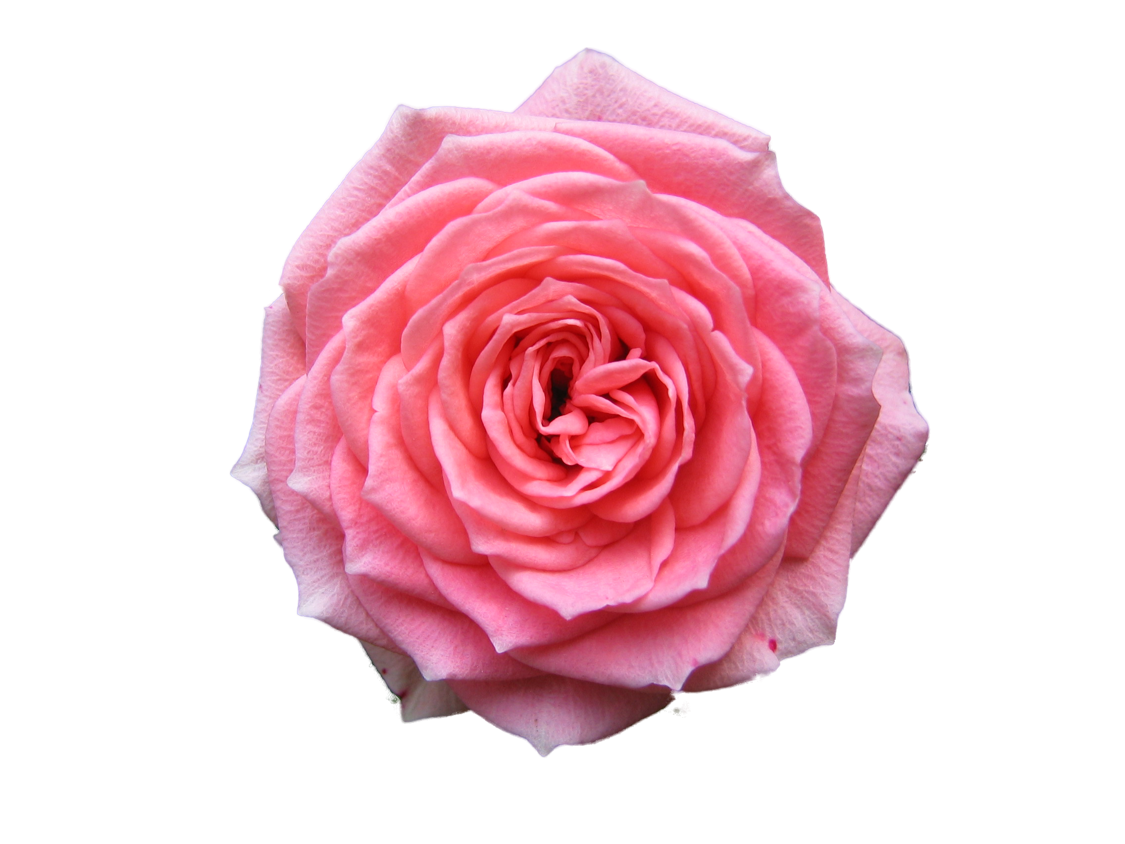 Pink Rose Transparent PNG Image