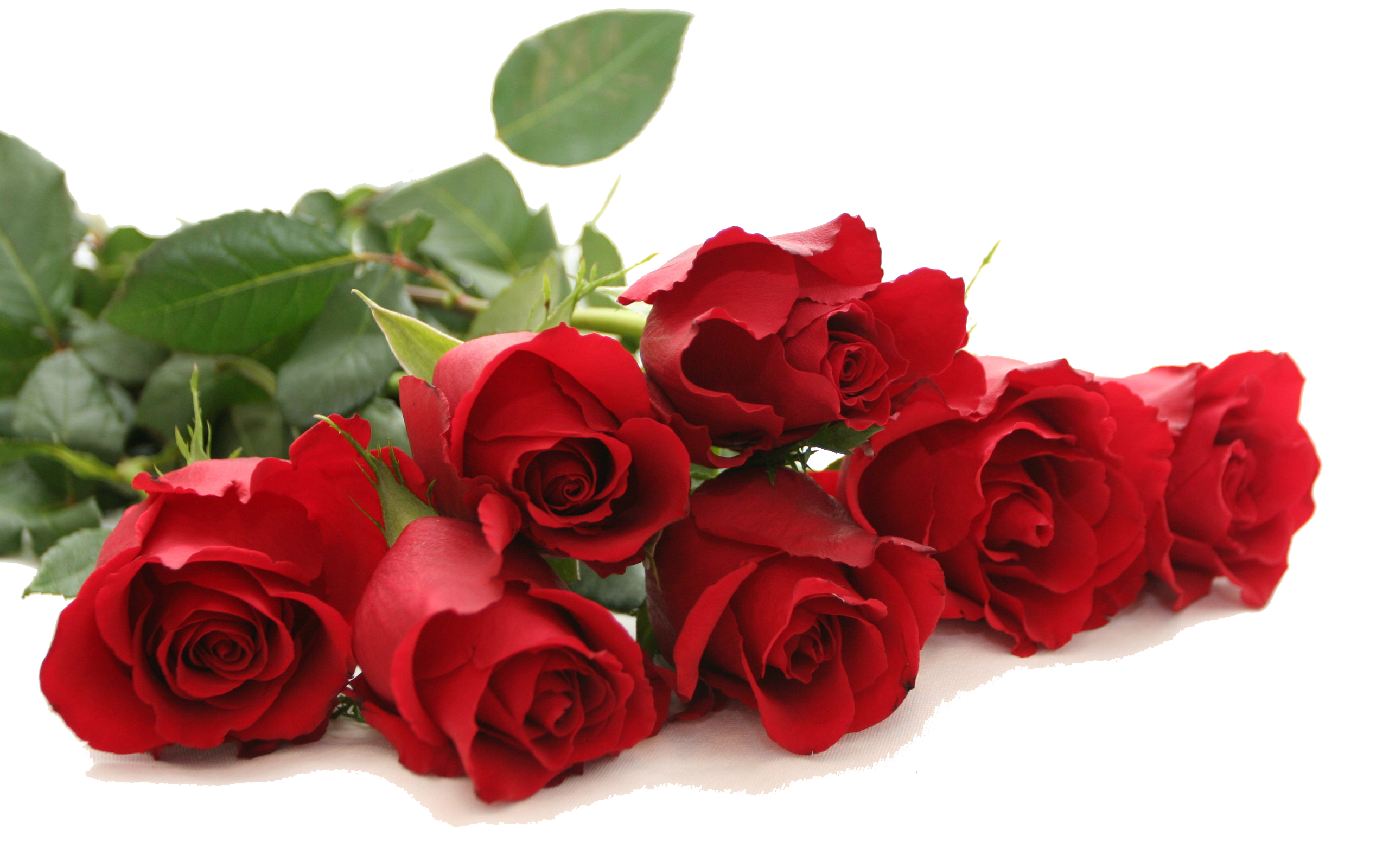 Red Rose Transparent PNG Image
