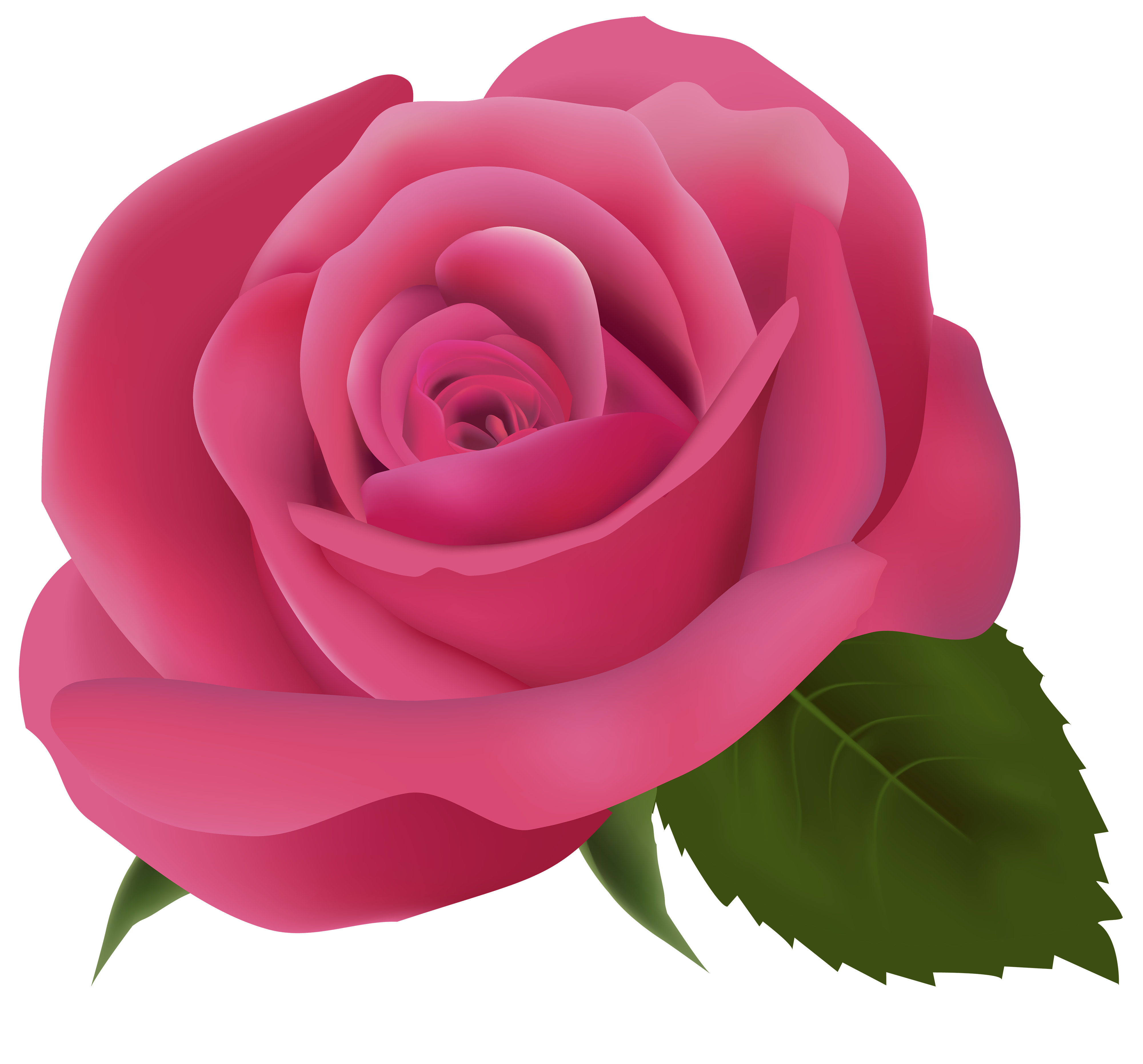 Pink Rose Background Transparent PNG Image