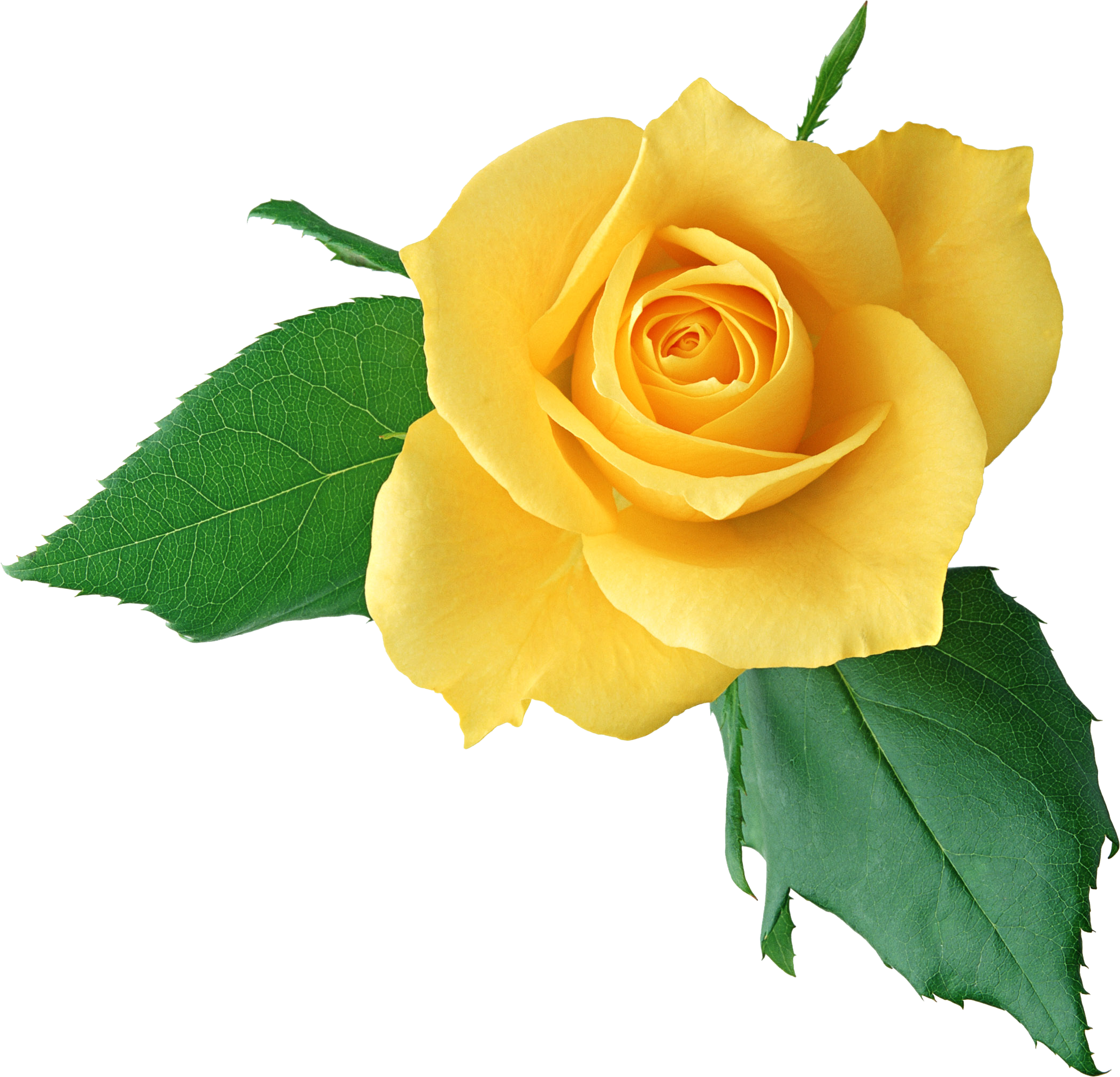 Yellow Rose Transparent PNG Image