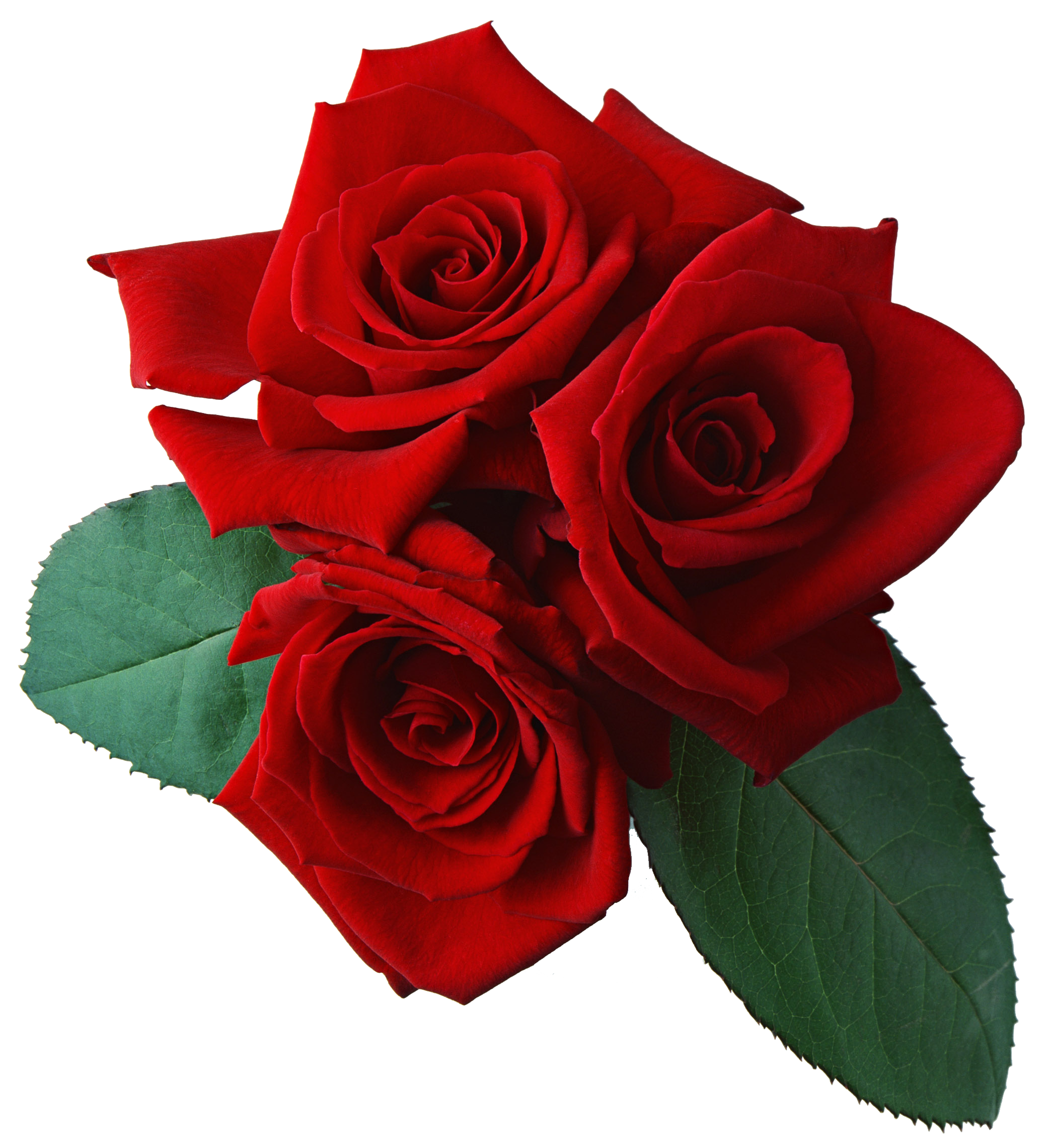 Red Rose Background Transparent PNG Image