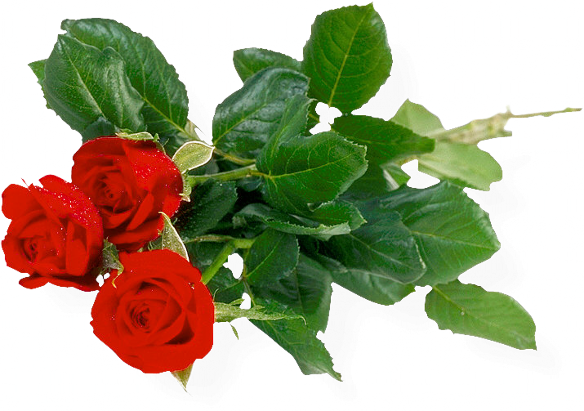 Rose Bunch Background Transparent PNG Image