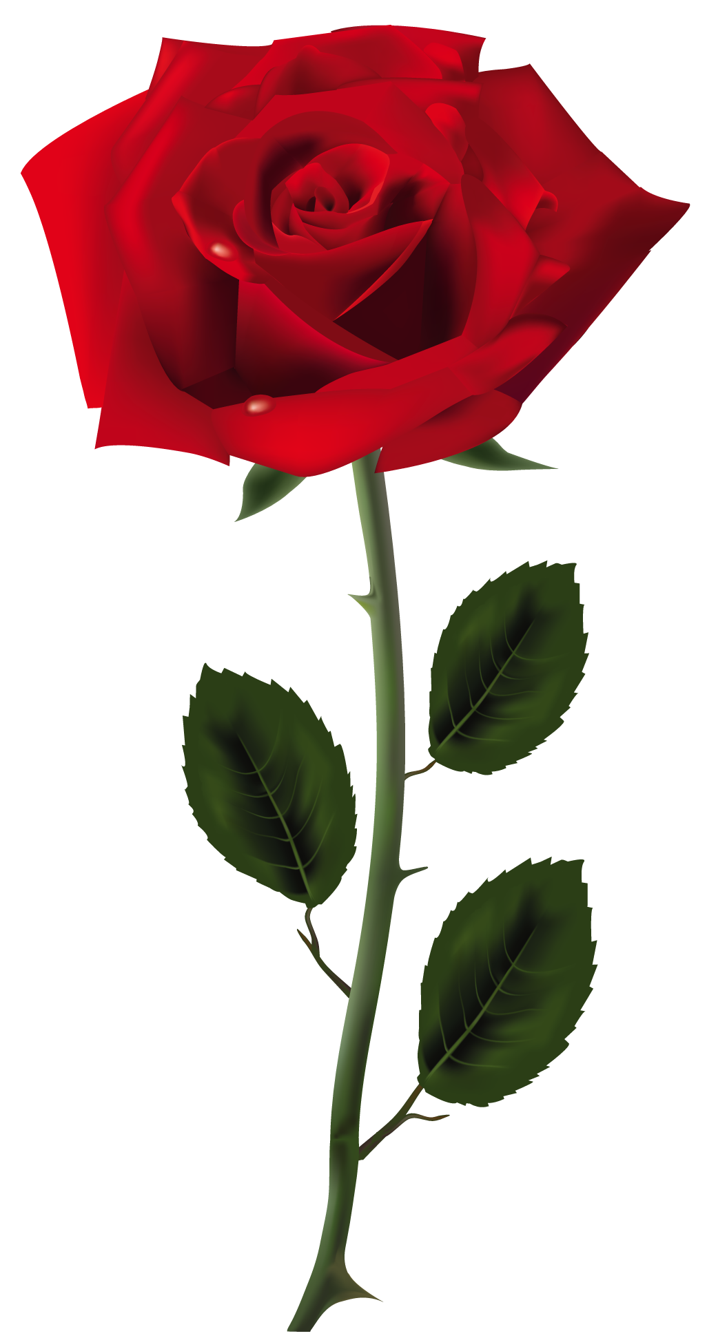 Rose Transparent PNG Image