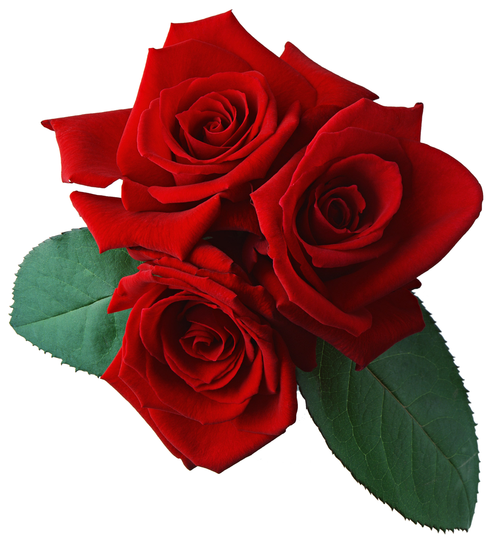 Rose File Transparent PNG Image