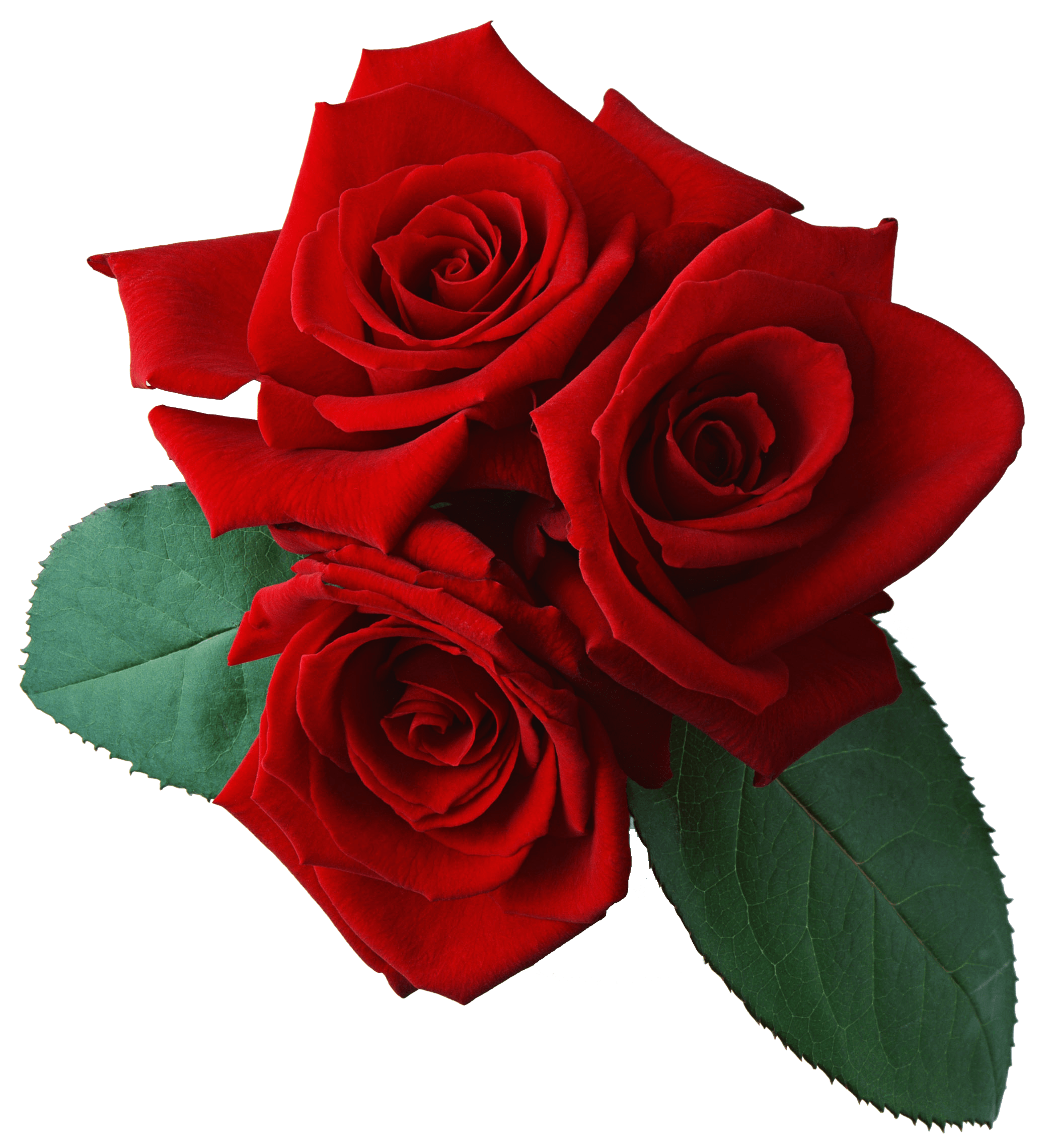 Rose Transparent PNG Image