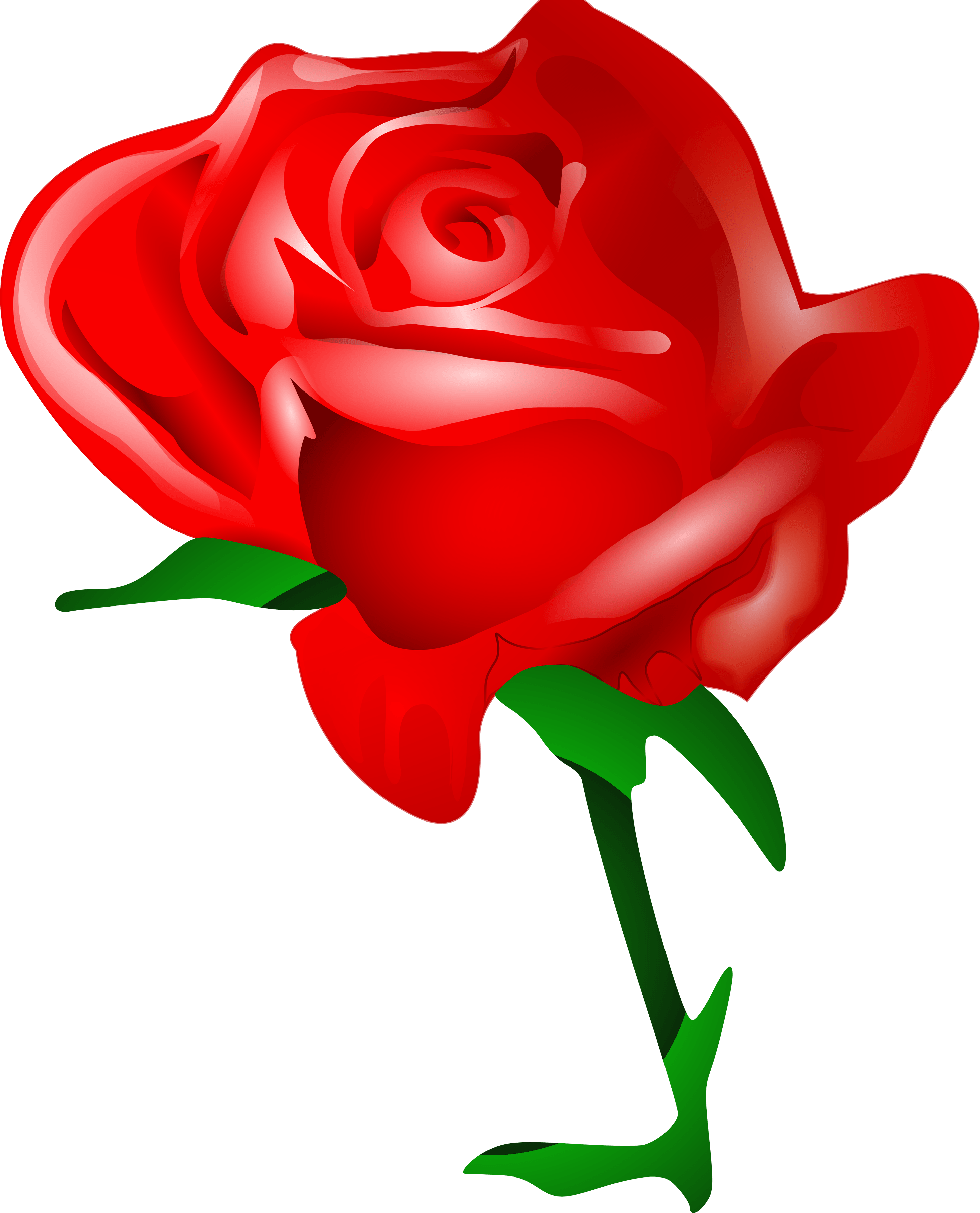 Rose Transparent PNG Image