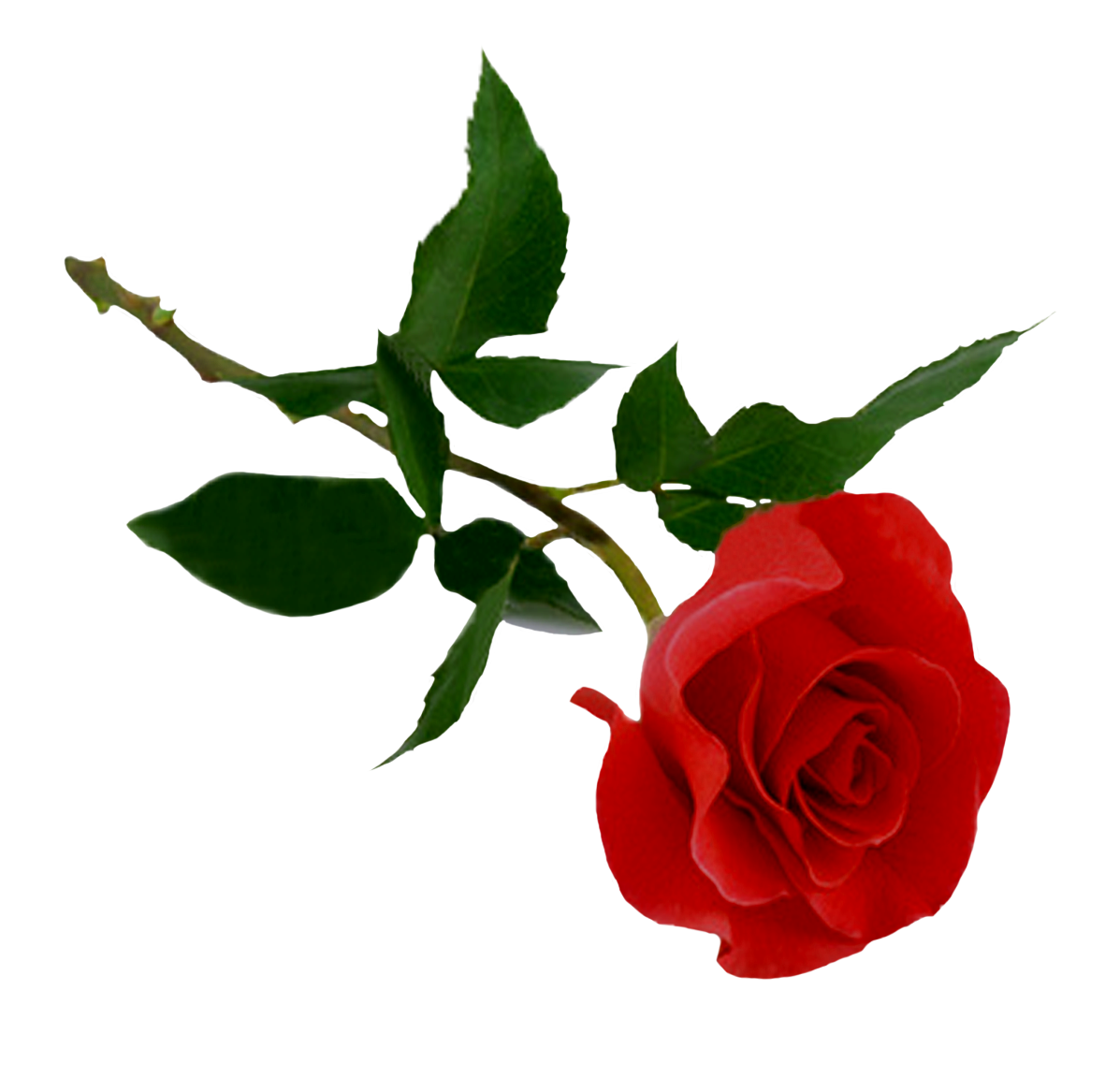Rose Transparent PNG Image