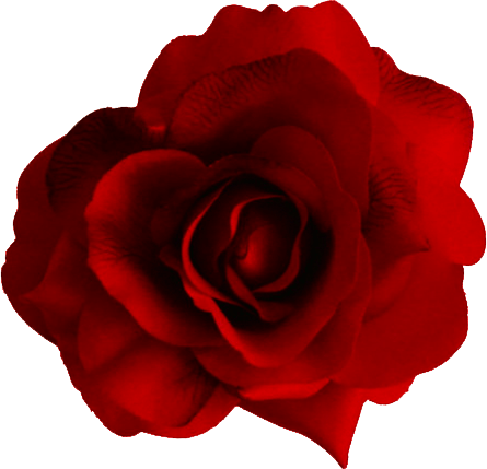 Red Rose Transparent PNG Image