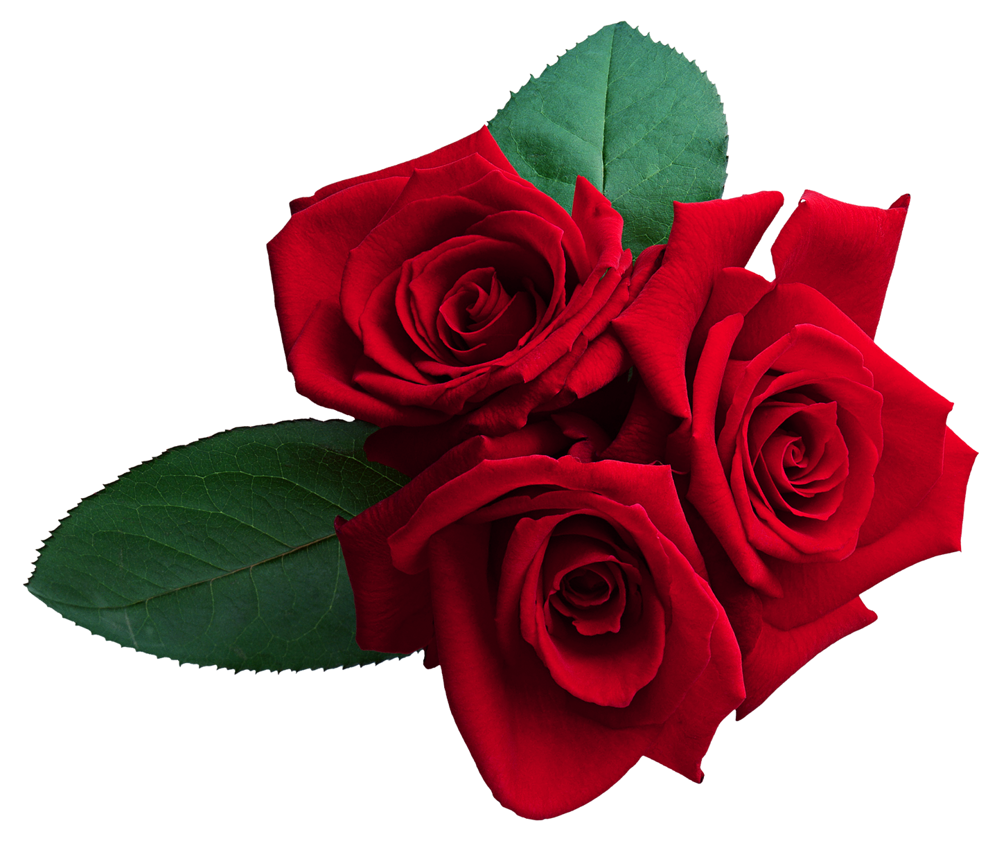 Rose Wallpaper Red Roses Transparent PNG Image