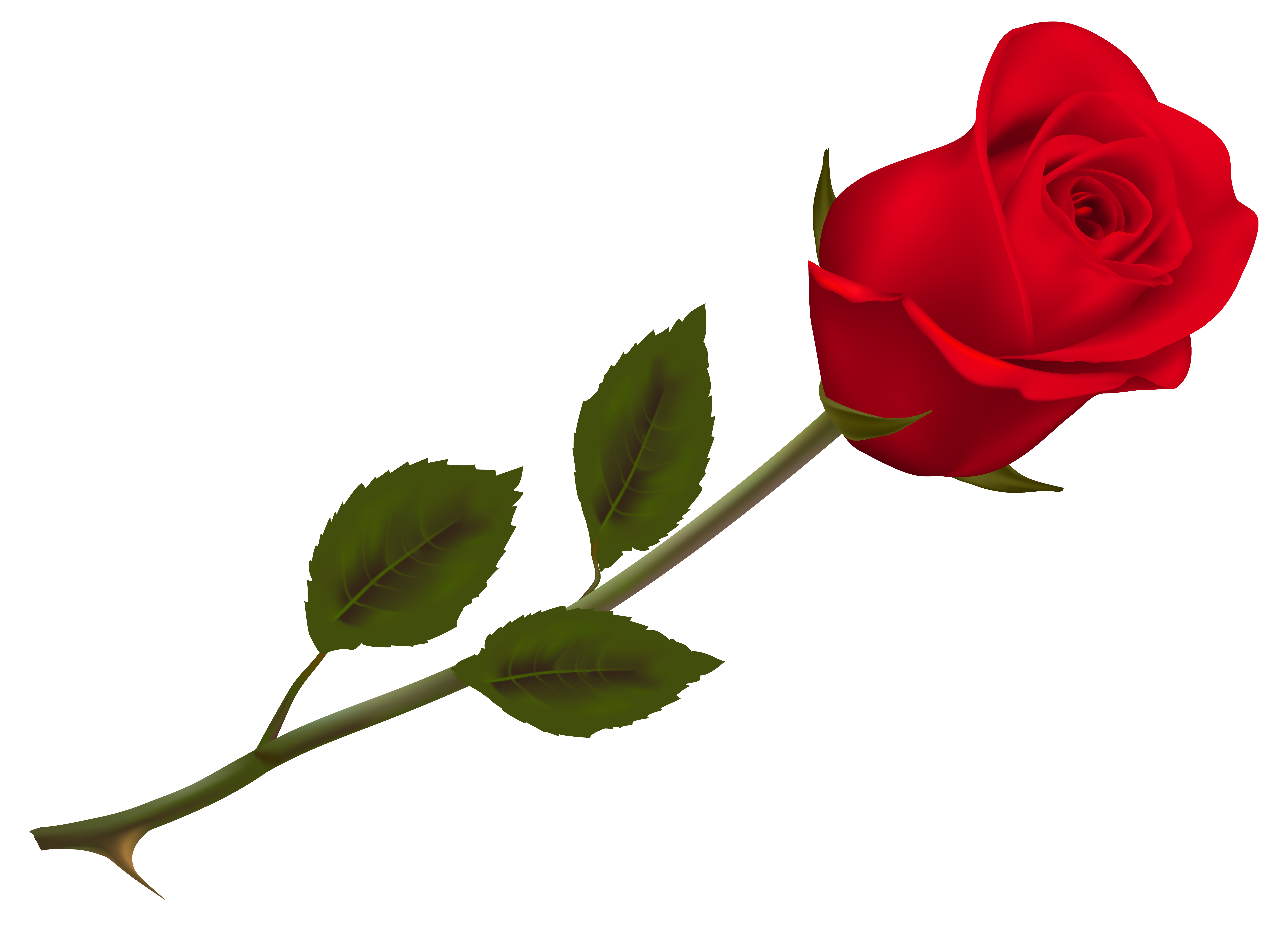 Beautiful Rose Wallpaper Red Transparent PNG Image