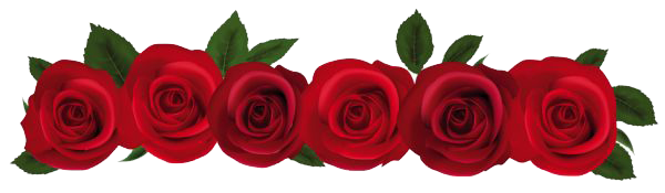 Rose Transparent PNG Image