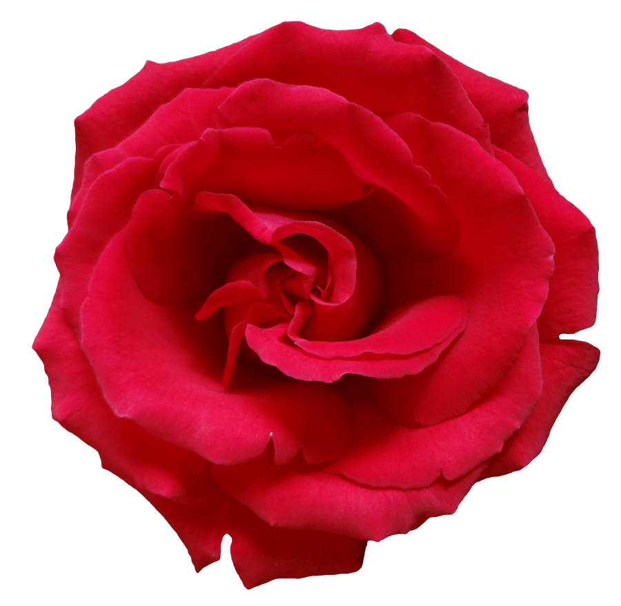 Rose Transparent PNG Image