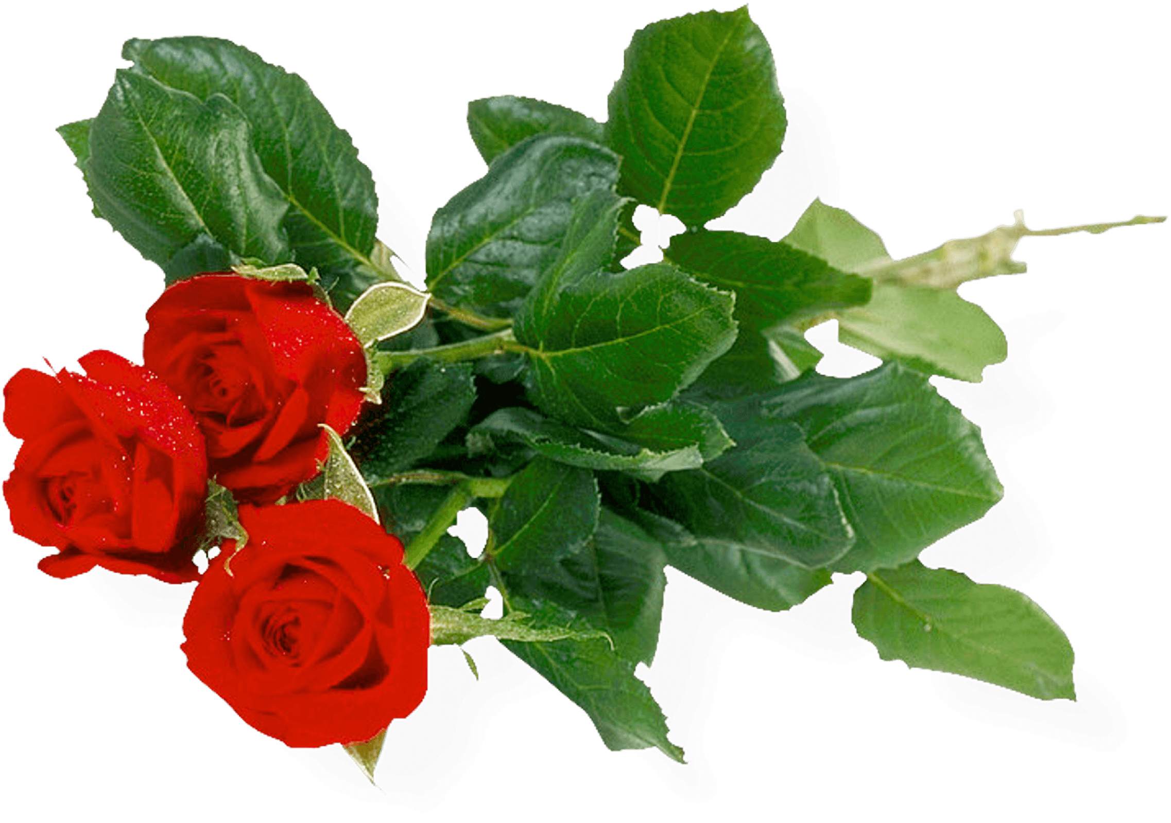 Bouquet Of Roses Transparent PNG Image