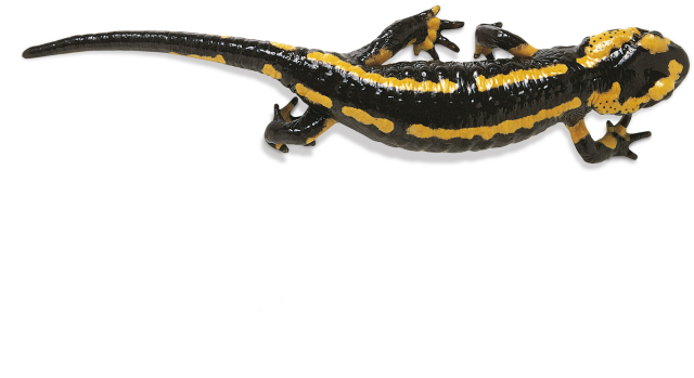 Salamander Transparent PNG Image