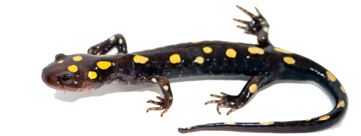 Salamander Transparent PNG Image