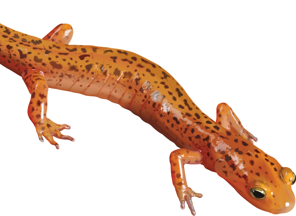 Salamander Transparent PNG Image